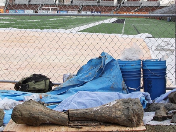 Mammoth touchdown: Bones discovered at Oregon State’s Reser Stadium