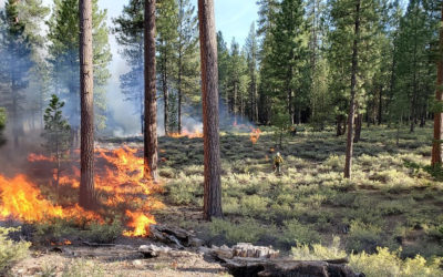 KTVZ: OSU scientists collaborate on road map for adapting dry forests to new fire regimes