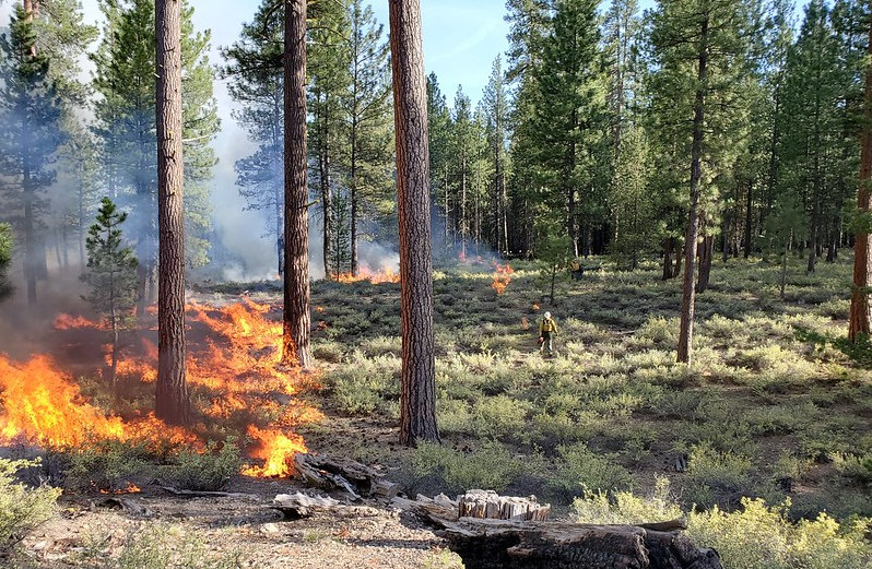 KTVZ: OSU scientists collaborate on road map for adapting dry forests to new fire regimes