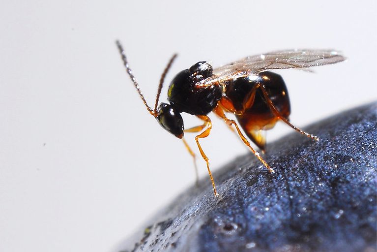 OPB: Oregon scientists will use parasitic wasp to control invasive pest damaging fruit crops