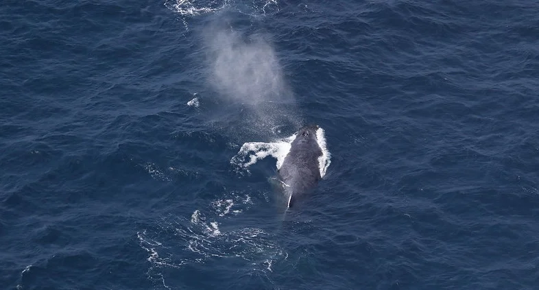 OSU researchers starting to unravel the risks of whale entanglement off the Oregon coast